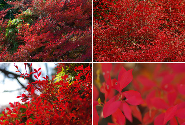 愛知森林公園の紅葉