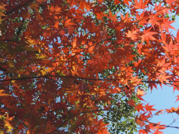 赤岩山の紅葉