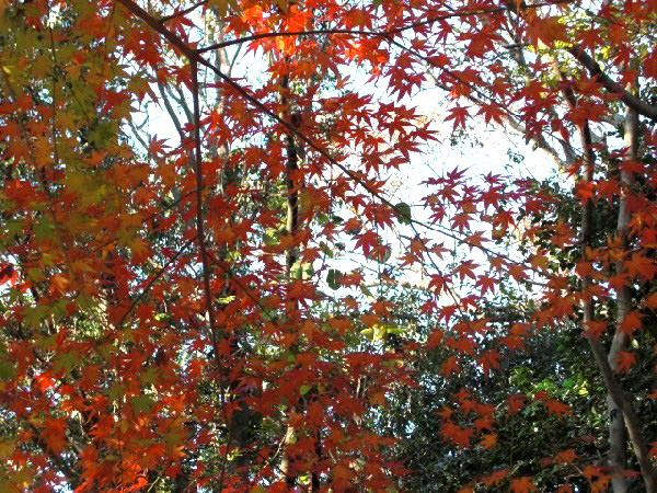赤岩山の紅葉