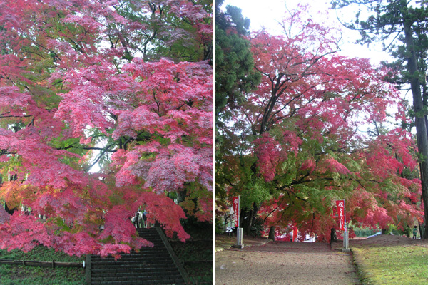 賀茂神社の紅葉